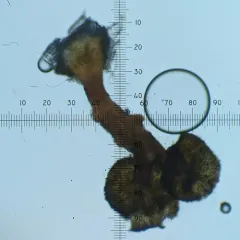 King Pin thumbnail 4