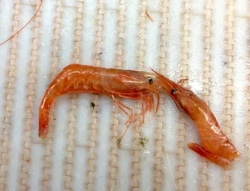 Northern Shrimp
