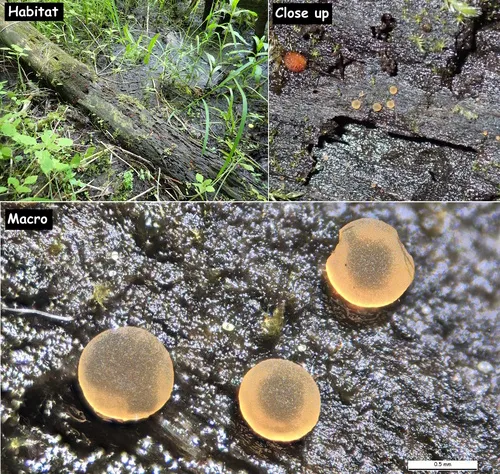Orbilia sarraziniana