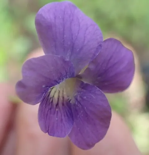 Northern Woodland Violet