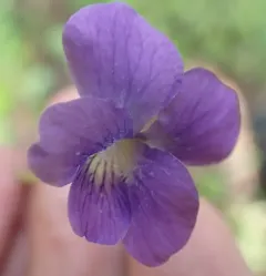 Northern Woodland Violet thumbnail 1