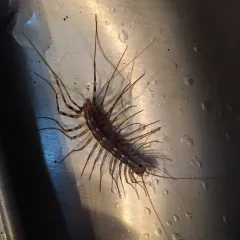 House Centipede thumbnail 2