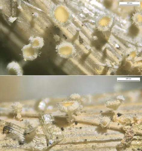 Albotricha acutipila