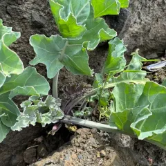 sea kale thumbnail 4