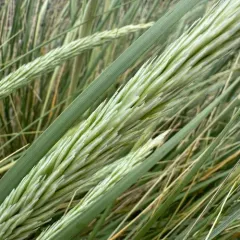 European marram grass thumbnail 3