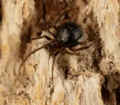 Platnickina alabamensis thumbnail 2