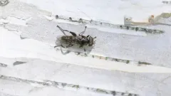 Yellow-banded Leafwalker thumbnail 4