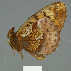 Frigga Fritillary thumbnail 3