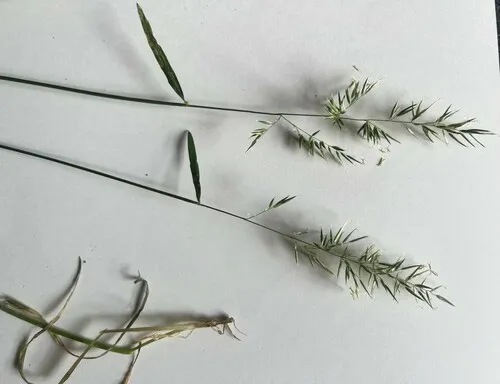 creeping velvet grass