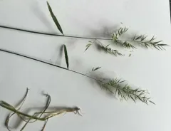 creeping velvet grass thumbnail 1