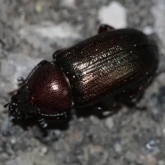 Oak Stag Beetle thumbnail 2