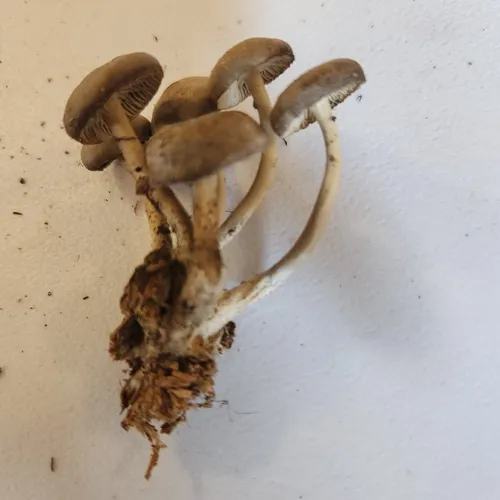 Mycena overholtsii
