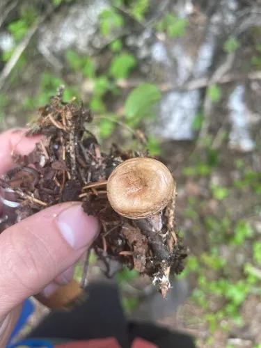 Rhizocybe alba