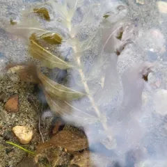 Perfoliate Pondweed thumbnail 3