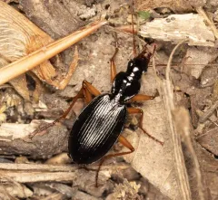 Platynus hypolithos thumbnail 4