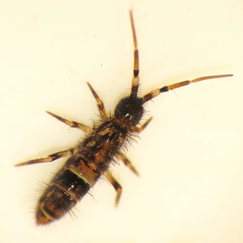 Belted Springtail
