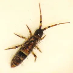 Belted Springtail thumbnail 1
