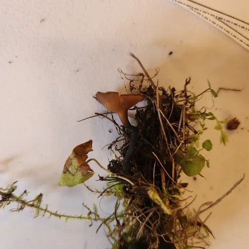 Sclerotinia veratri
