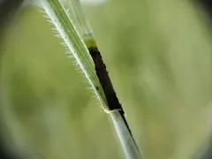 Tranzscheliella hypodytes thumbnail 1