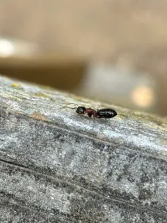 Hyatt's Carpenter Ant thumbnail 4