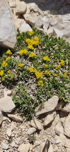 Shoshonea pulvinata