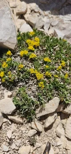 Shoshonea pulvinata thumbnail 1