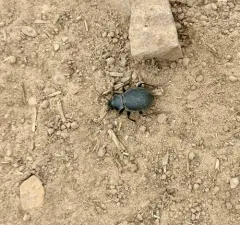 Calosoma luxatum thumbnail 2