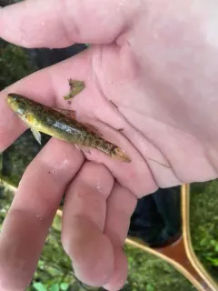 Mud Darter thumbnail 1