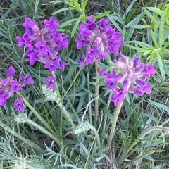 Lambert's Locoweed thumbnail 2