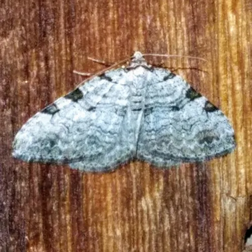 Perizoma costiguttata