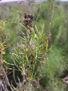 Pelegrina helenae thumbnail 2