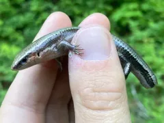 Coal Skink thumbnail 2