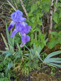 Sweet Iris thumbnail 1