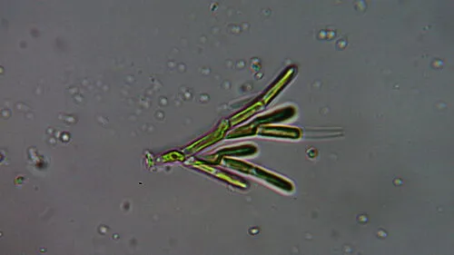 Microthamnion kuetzingianum