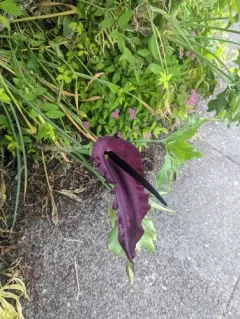 dragon arum thumbnail 2