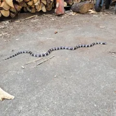 California King Snake thumbnail 4