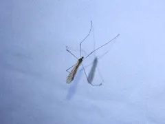 Pilaria quadrata thumbnail 3