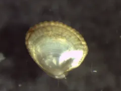 Divaricate Nutclam thumbnail 3