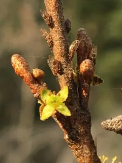 Bactericera shepherdiae thumbnail 3