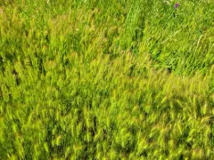 salt barley thumbnail 3
