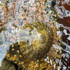 Plate Limpet thumbnail 2