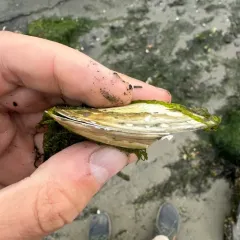 Bent-nosed Clam thumbnail 2