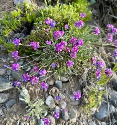 Tufted Milkvetch thumbnail 4