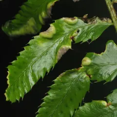 Taphrina faulliana thumbnail 4