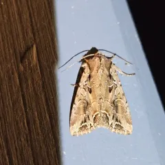 Atlantic Arches Moth thumbnail 2