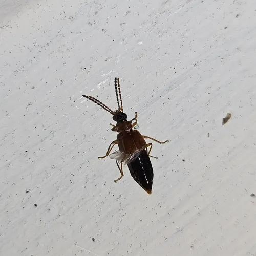 Deleaster dichrous
