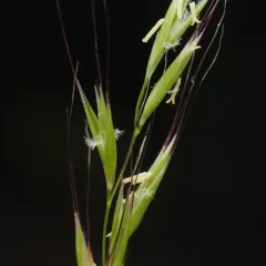 bearded fescue thumbnail 4