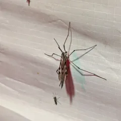Eutonia marchandi thumbnail 3
