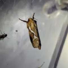 Common Swift Moth thumbnail 4
