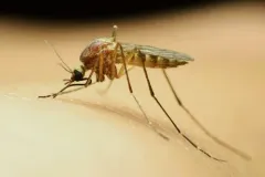 Brown Saltmarsh Mosquito thumbnail 2